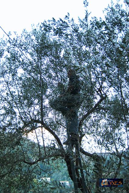 raccolta sull albero.JPG